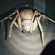 Huntsman img
